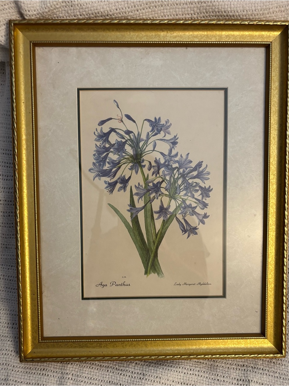 Vintage Agapanthus Botanical Print – Lady Margaret Myddelton